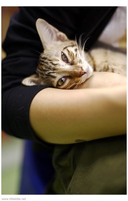 Cats, on Hong Kong Island