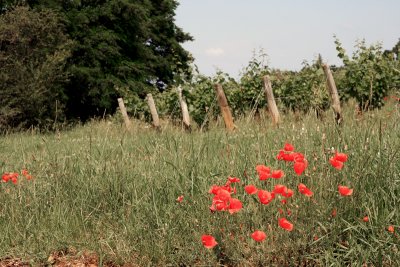 Beaujolais, France