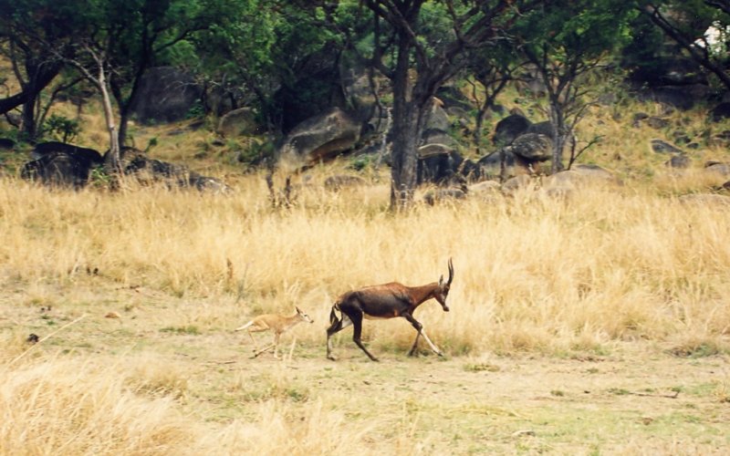 Antelope with Calf