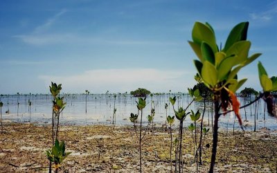 Saltwater Mangroves