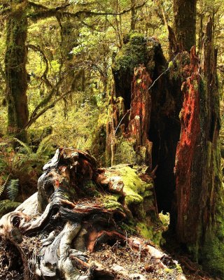 Red Stump__hf.jpg