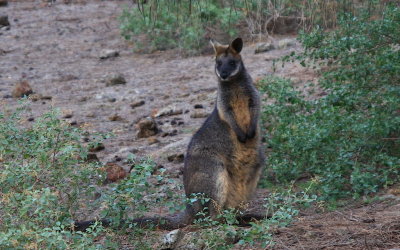 Wallaby.jpg