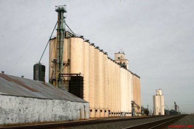 Black - Attebury Grain.