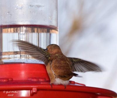 12/07/2008 Rufous Hummingbird4.jpg