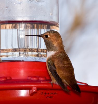 Rufous Hummingbird5.jpg