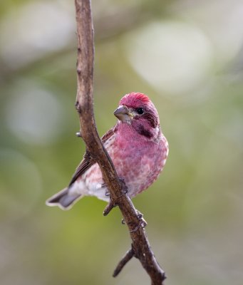 Photos from 2009 Great Backyard Bird Count