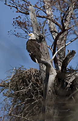 More Eagle photos from Cane Creek