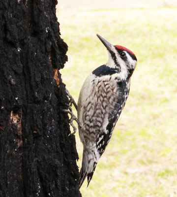 Yellow-bellied Sapsucker at work