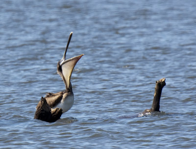 Brown Pelican at Lake Conway
