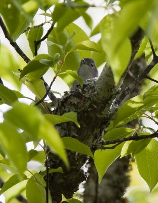 Blue-gray Gnatcatchers building a nest