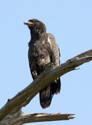 Juvenile Bald Eagle at Cane Creek