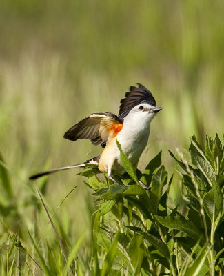 More Scissor-tailed Flycatcher photos