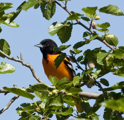Baltimore Oriole at Murray Park