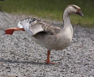 Domestic Goose at Kathy's Pond