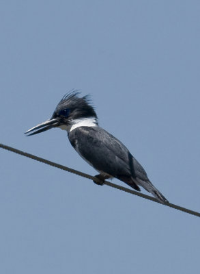 Belted Kingfisher at Kathy's pond