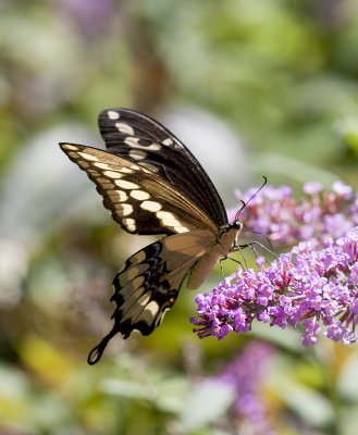 Giant Swallowtail