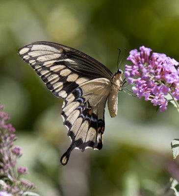 Giant Swallowtail