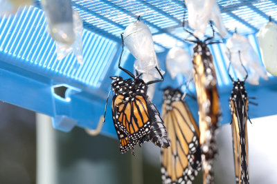 Several Monarchs emerged from their chrysalis.