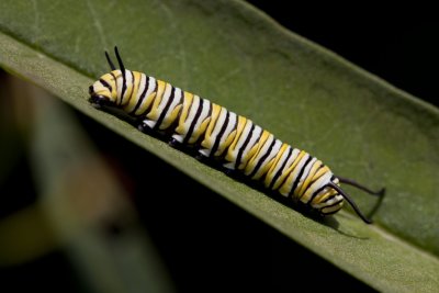 The caterpillar.