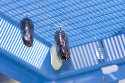 The chrysalis on the right has begun to split and emergence is in process.