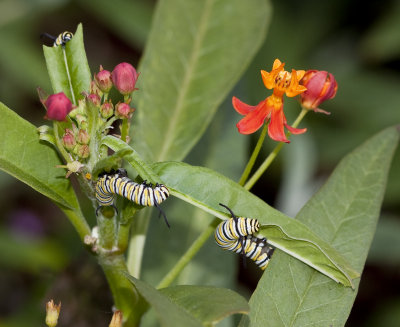 Several caterpillars eating Butterfly Weed (a milkweed plant)