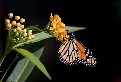 Another 'new' Monarch.