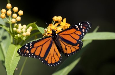 A male Monarch.  Note the two black spots on the lower wings, close to the butterfly's body, which identify this as a male.