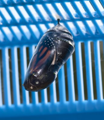 Up close shot of a chrysalis, near time to emerge.