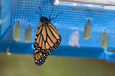 A new Monarch drying out.