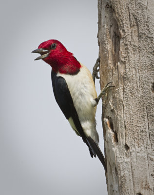 Red-headed Woodpecker 