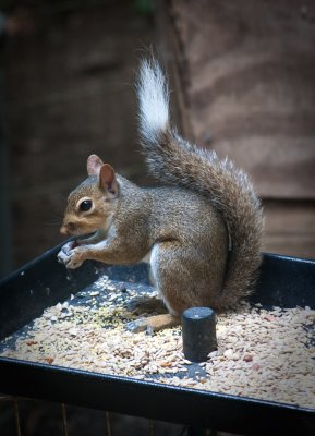 I've never seen a squirrel with a white tip on its tail.  I'm convinced this one is trying to fit in with my Bernese Mountain Dogs, with their 'trademark' white tipped tails!
