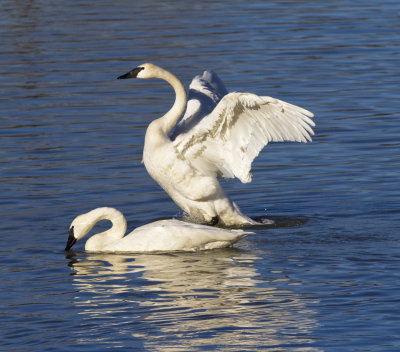 Trumpeter Swans at Magness Lake 2011