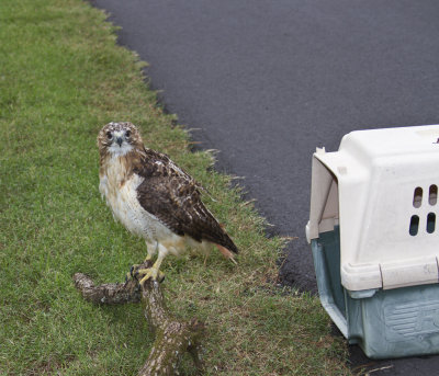Red-tailed Hawk from Work - Fractured Elbow- Rehabbed and Returned to Work