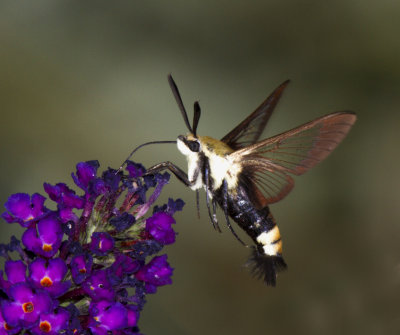 This Clearwing Moth flew into my hummingbird photo setup so I was able to get a good photo of it.