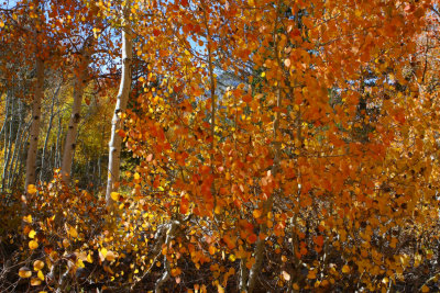 Fall Color 25