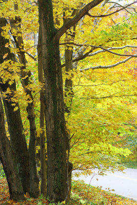 Fall Foliage 1