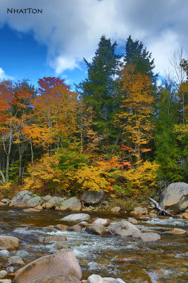 Fall Foliage 2