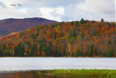 Fall Foliage 3