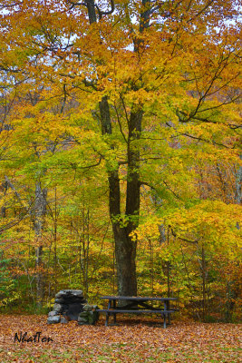 Fall Foliage 7