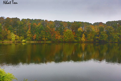 Fall Foliage 10
