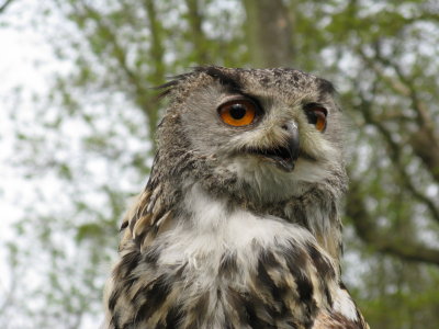 european eagle owl