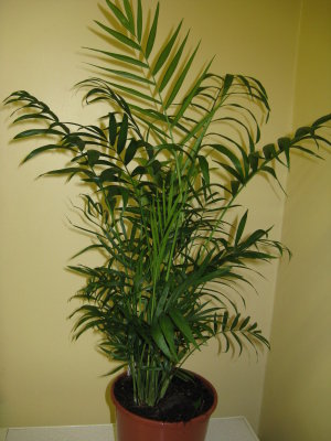 my new plant