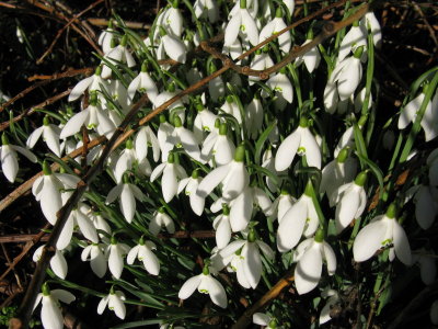 snowdrops