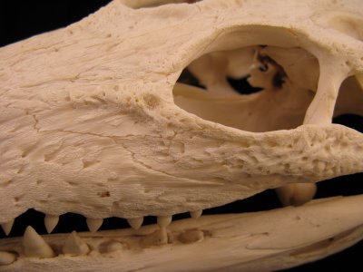 saltwater crocodile skull