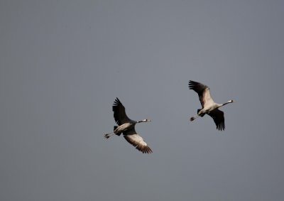 Raw00486_DxO2_raw copie.jpg