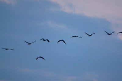 Raw00552_DxO_raw copie.jpg