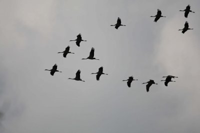 Raw01155_DxO2 copie.jpg