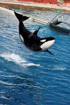 orca_dolphins
