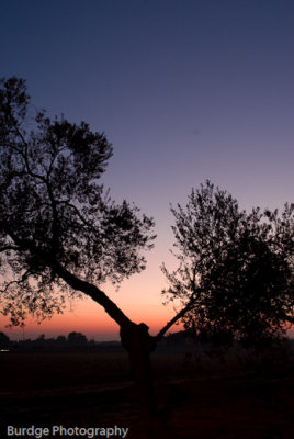 Olive Tree at Sunset (Castillja de Guzman, Spain)