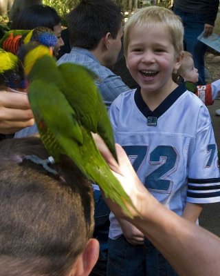 Lorikeet_Joy.jpg